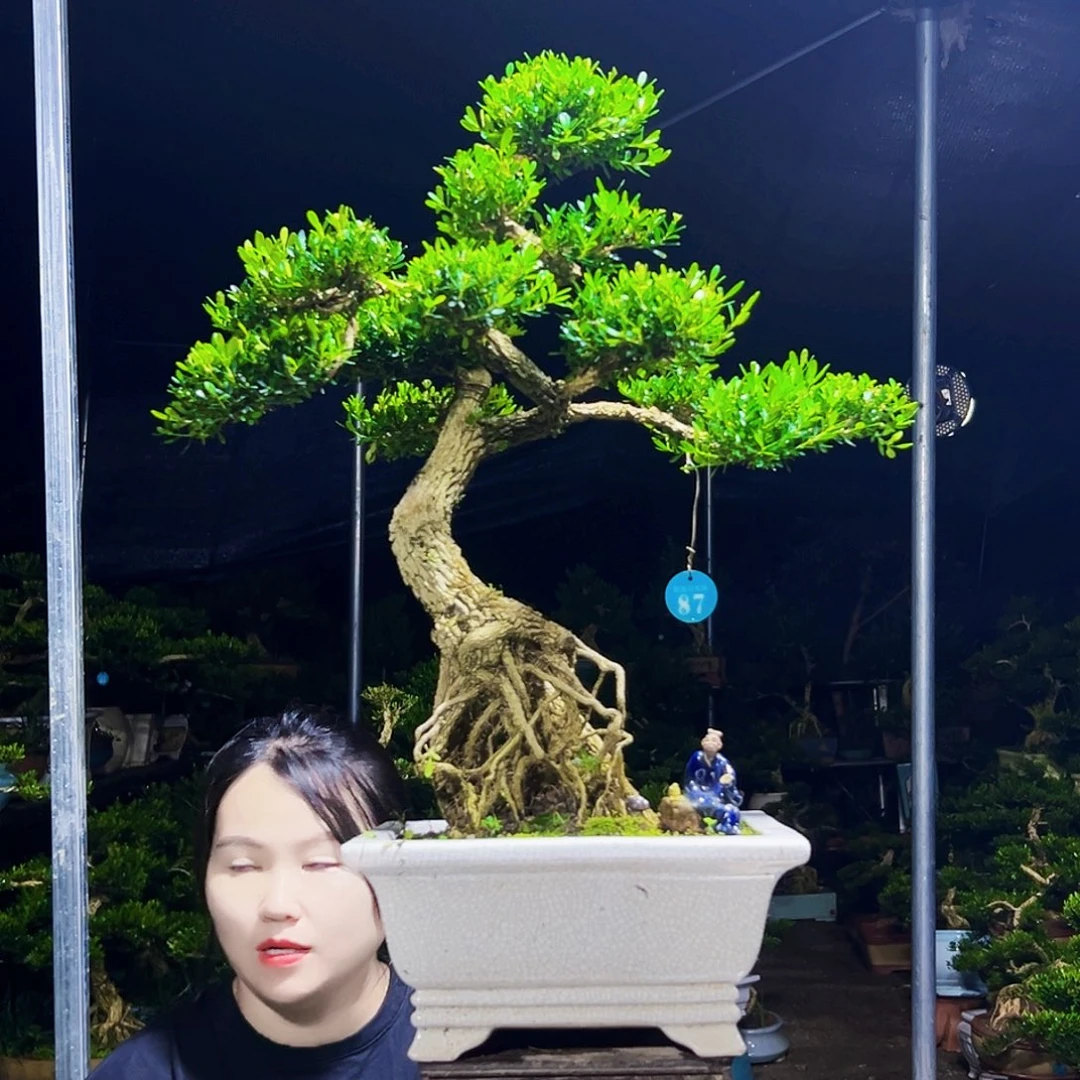 无花朵黄杨木