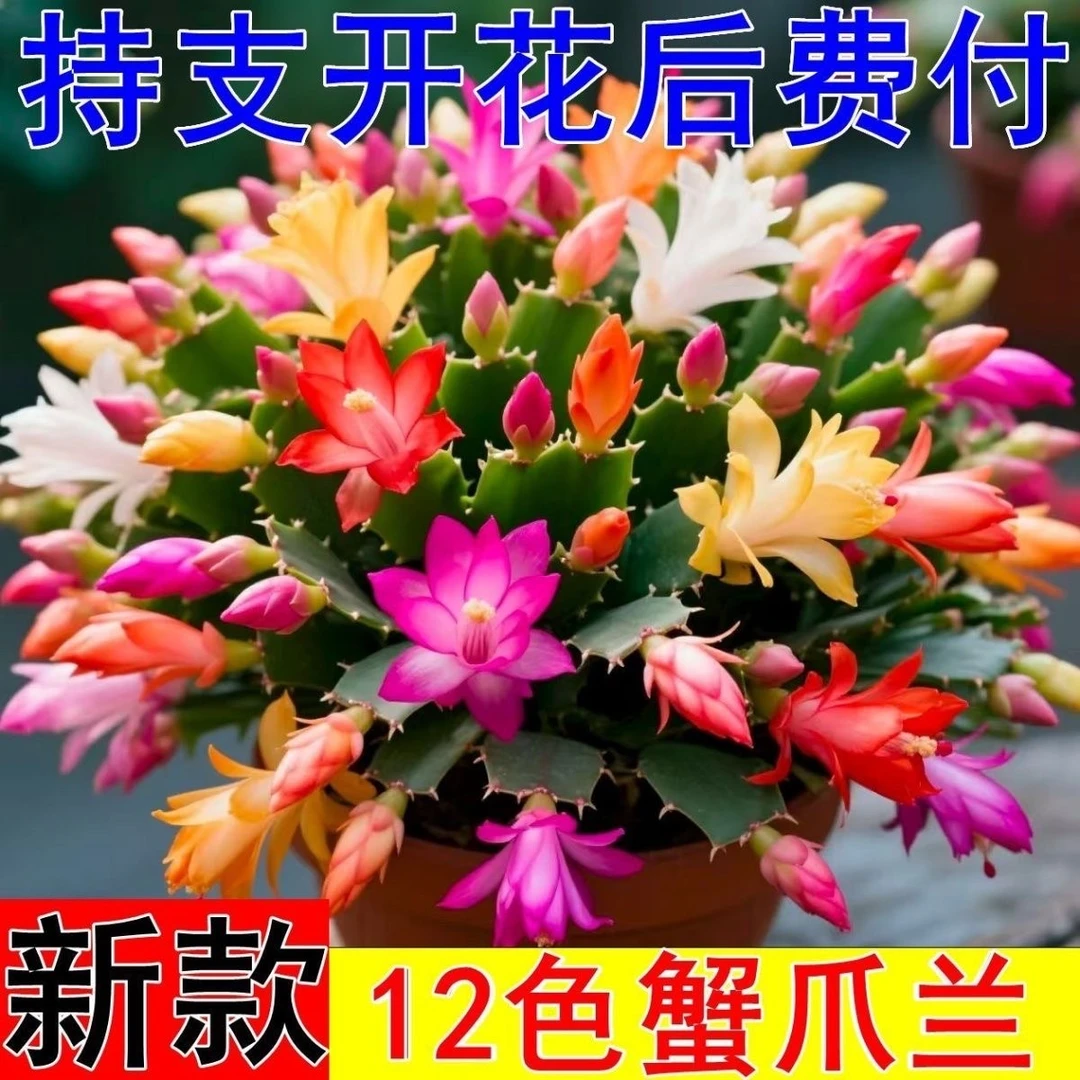 【带花苞】蟹爪兰混多色盆栽四季家养花卉办公桌面阳台庭院多肉绿植