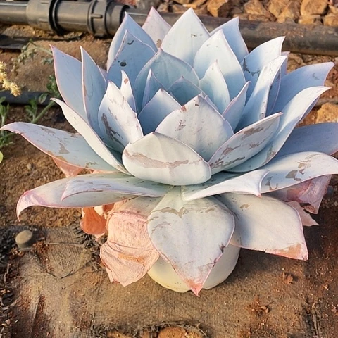 柏***6 号包菜系列 1 棵