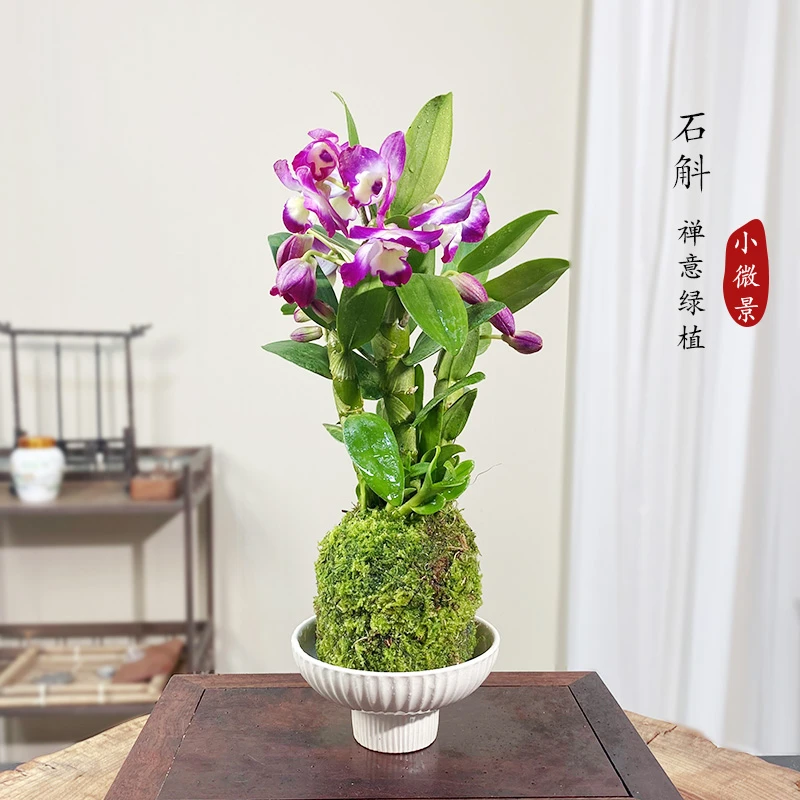 【宏展】小蓝莓春石斛苔藓球春石斛带满花苞发货苔藓球室内开花