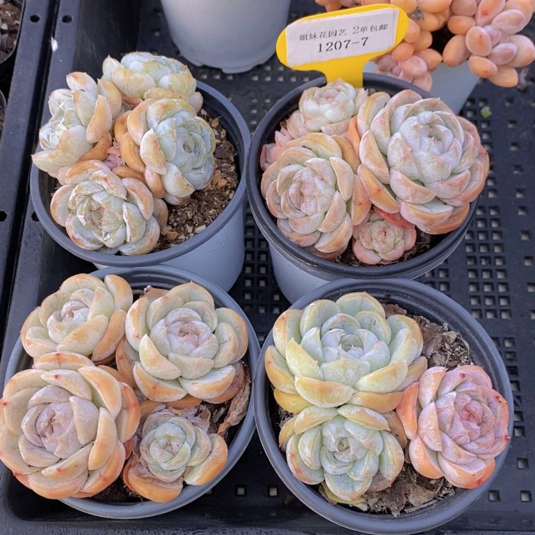 1207-7-精品母本绿泡泡群一个