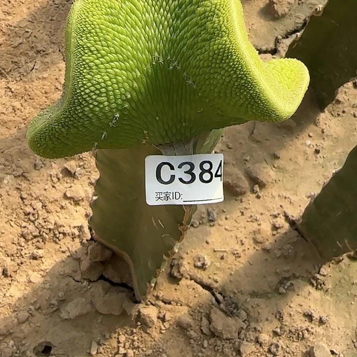 ༂****?嫁接青蛇缀化384