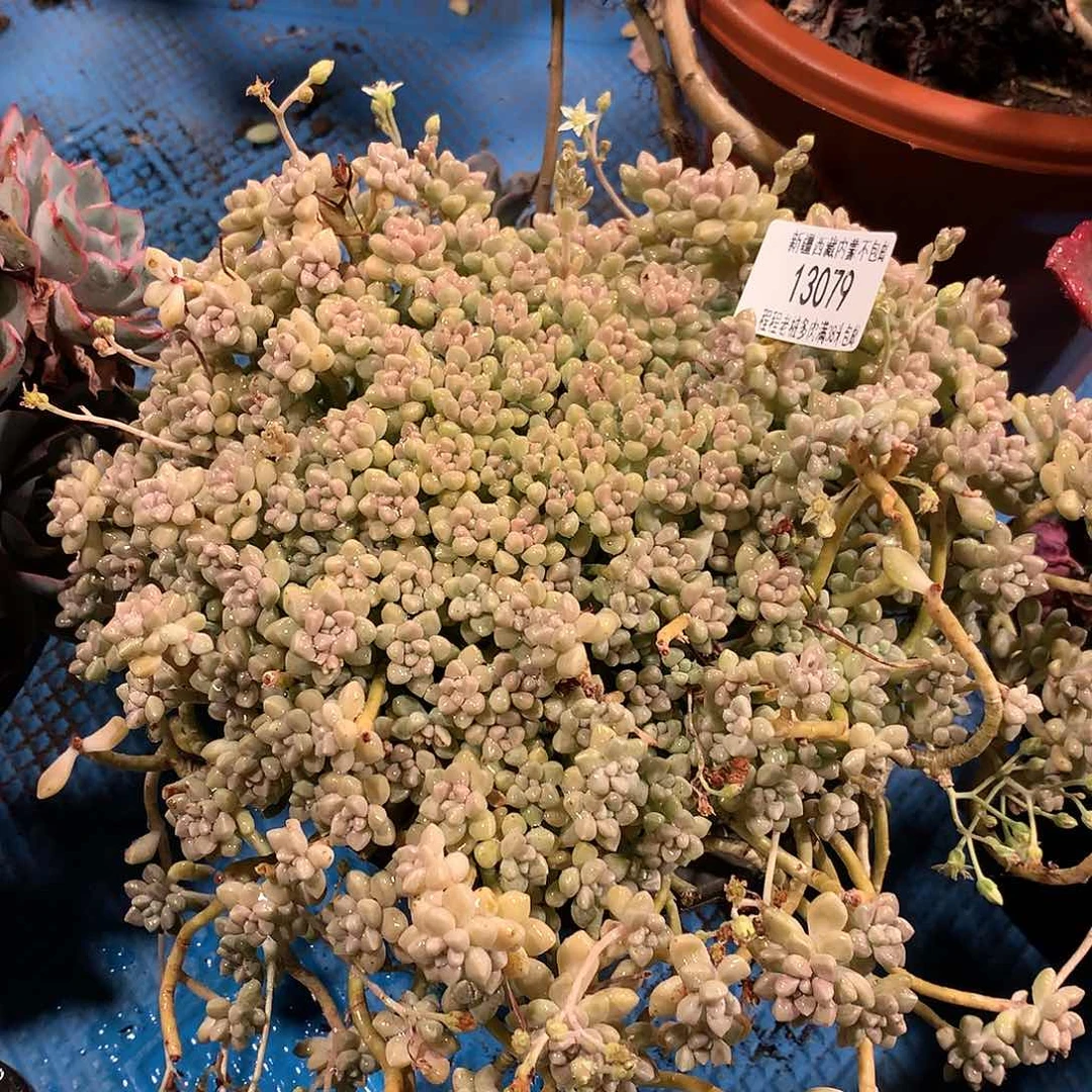 丸叶姬秋丽13079多肉