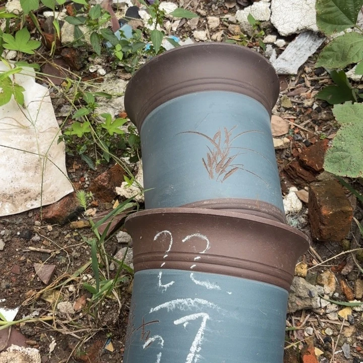 花盆紫砂紫砂的花