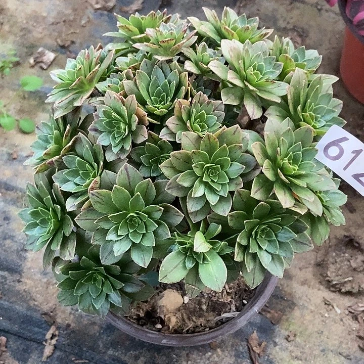 精灵朵朵612多肉不包断