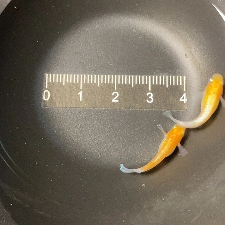 海水观背青鱂林血赤壁一对16