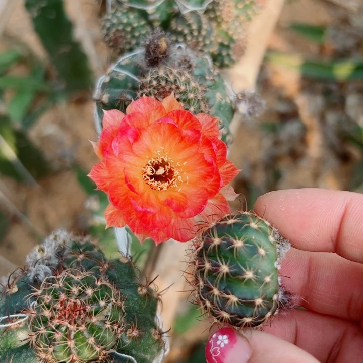 26丽花80歪无根侧芽2一3公分左右20包邮