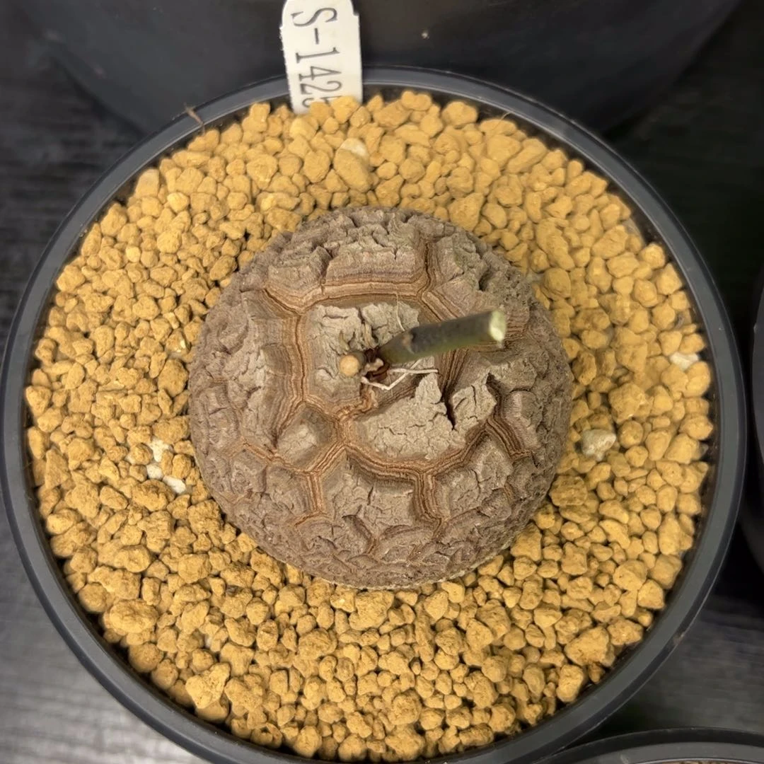 精品盆栽养定的龟甲龙1425号