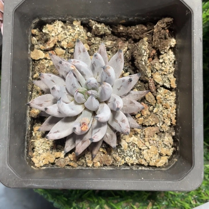 H***i魔爪冠幅7公分一物一拍