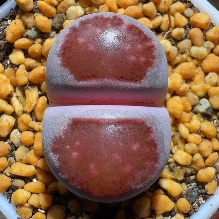 生石花112122。  201