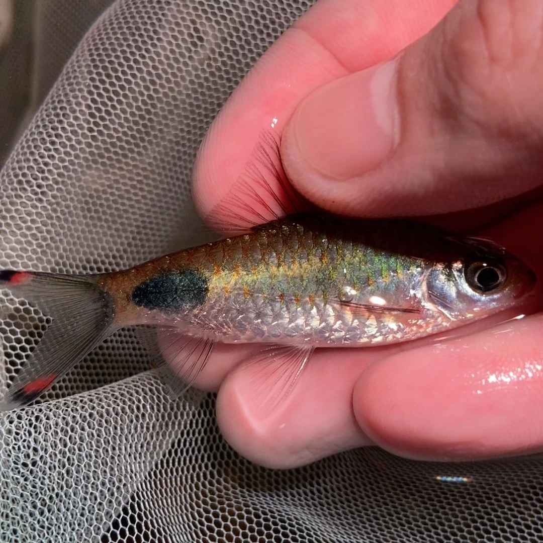 海水鱼不知名 道金斯鲃 杂交