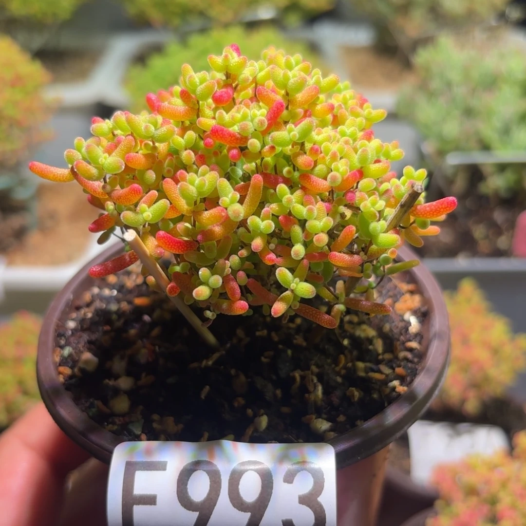 枝干番杏密橘糖球F993