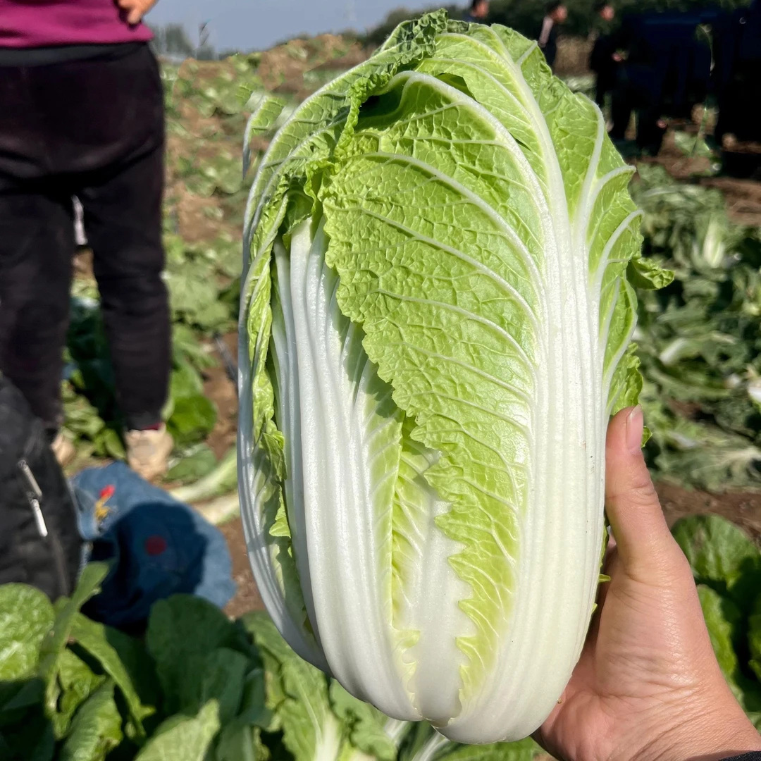 湖北露天打霜大白菜 黄心大白菜 好吃发甜大白菜自己种的大白菜