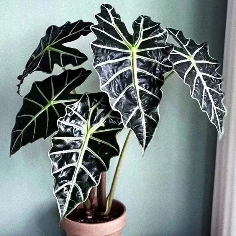 【大仙女海芋】小仙女海芋室内绿植ins网红植物黑叶观音莲非洲面具