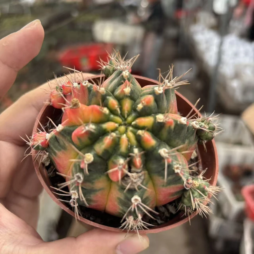 光辉牡丹  仙人球夏型种绿植盆栽桌面阳台