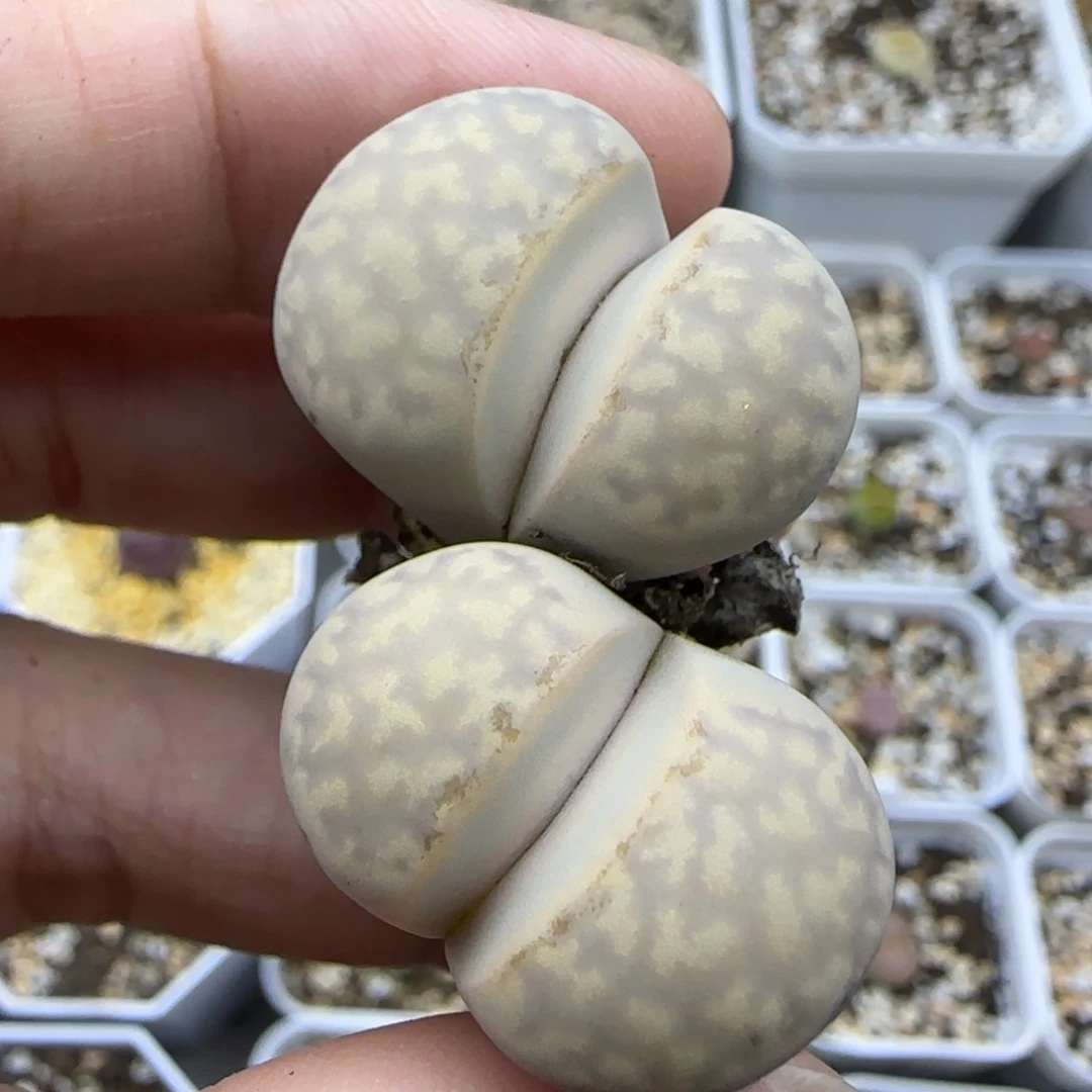 664双头二蜕清框福利30包邮