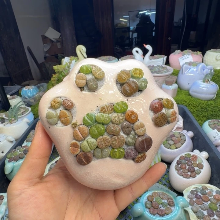 多肉葡萄干和水果1234