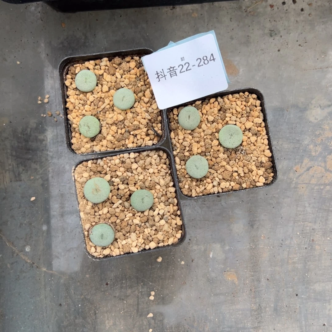 22-284量拍大饼一盆