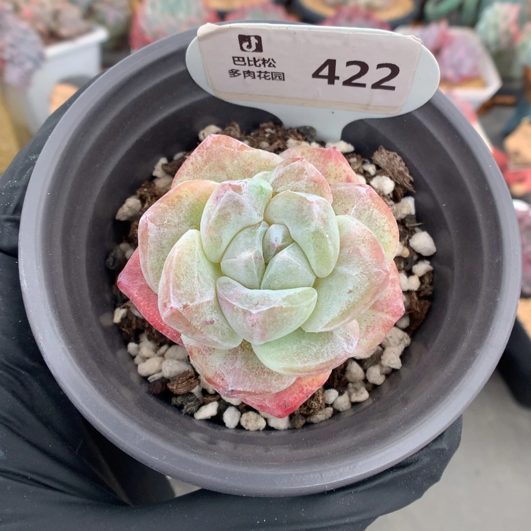 422 彩锦冰玉石化