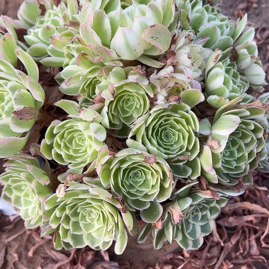 8.3-12孔雀翎多肉植物3