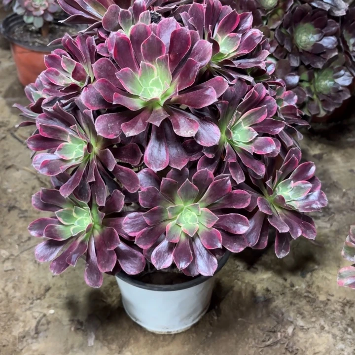 多肉植物法师金师雀16