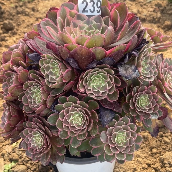 239多肉植物粉花妖
