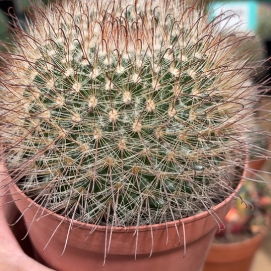 完全开放实生菲秀玉