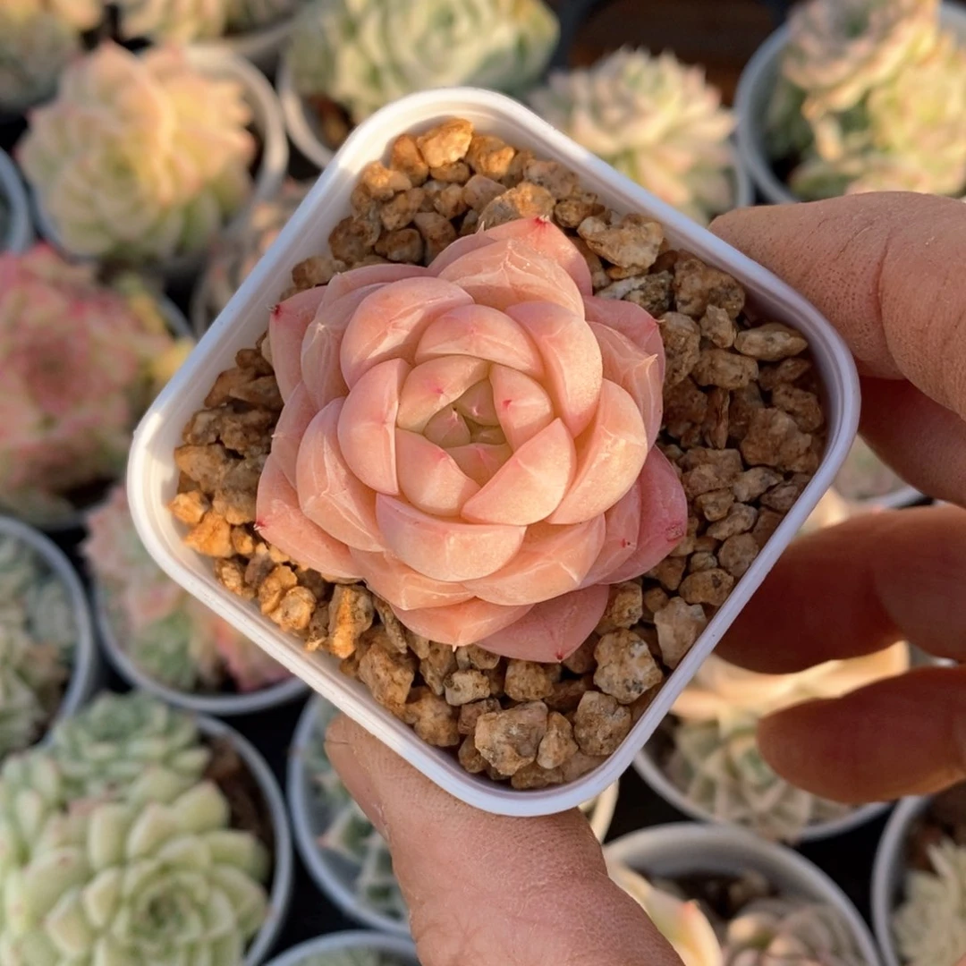 精品多多肉一物一拍不包整147