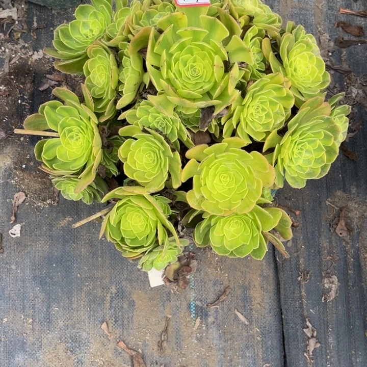 404雨荷多肉植物法师