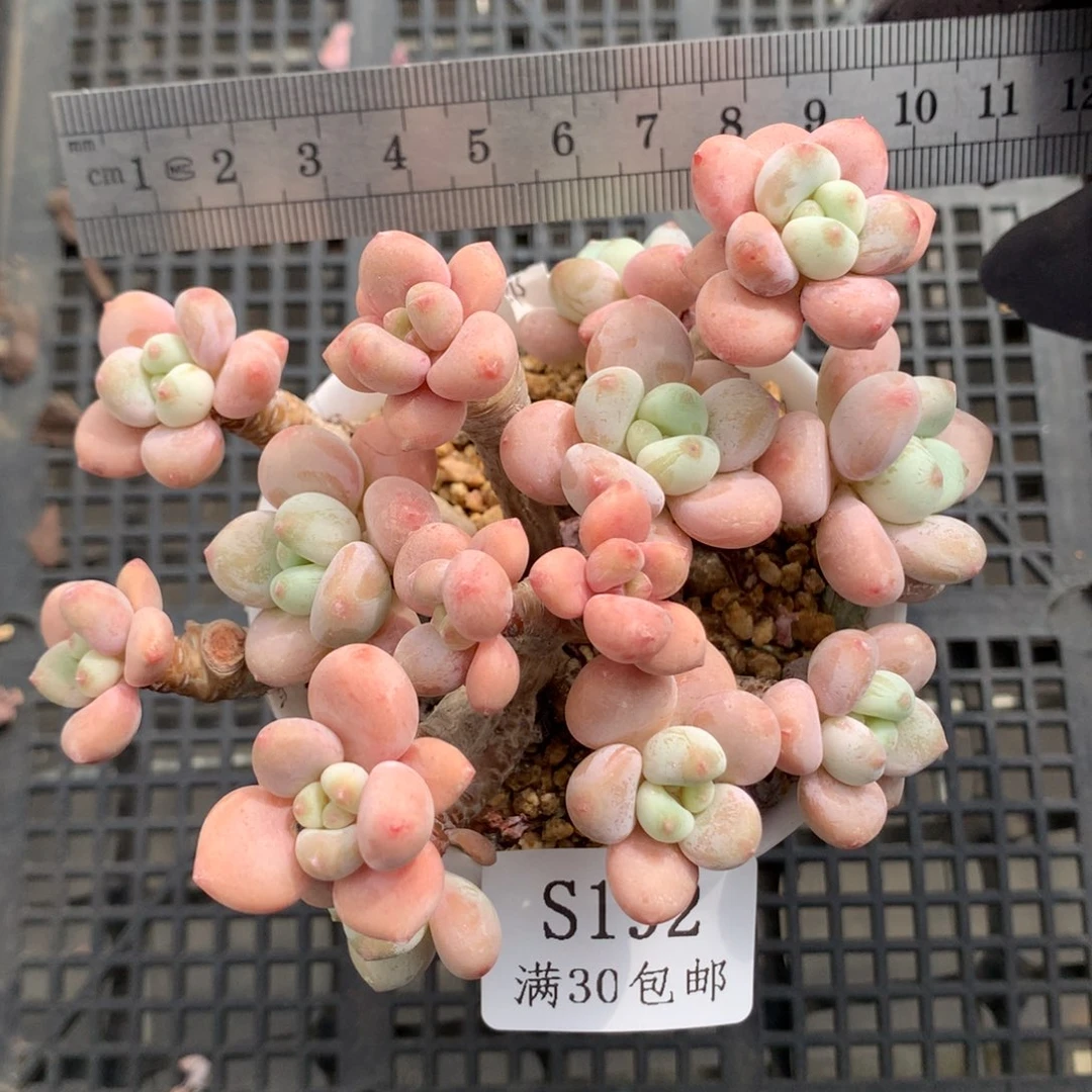 192。老桩洛神整群。