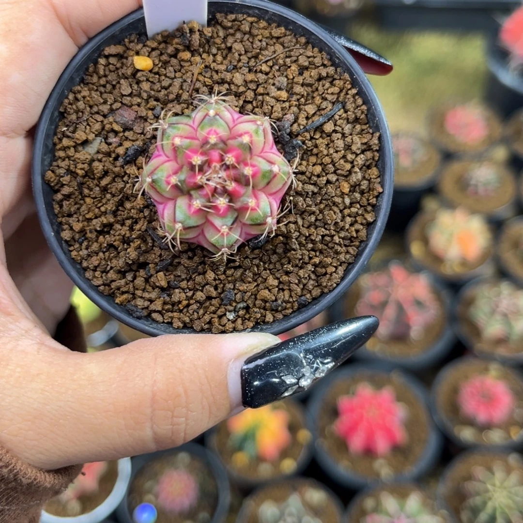 A301 泰系米哈 带盆土发货