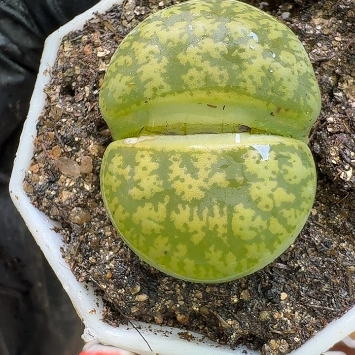 小***巾生石花2:：。在。 281号