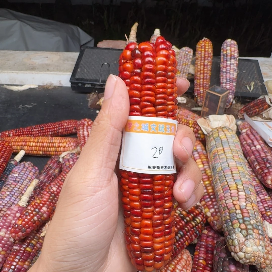 大***丽吊坠柏香籽/百香籽