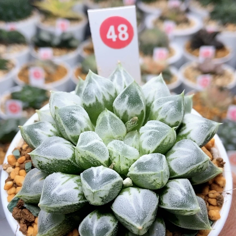 【闪购商品】48爱心寿