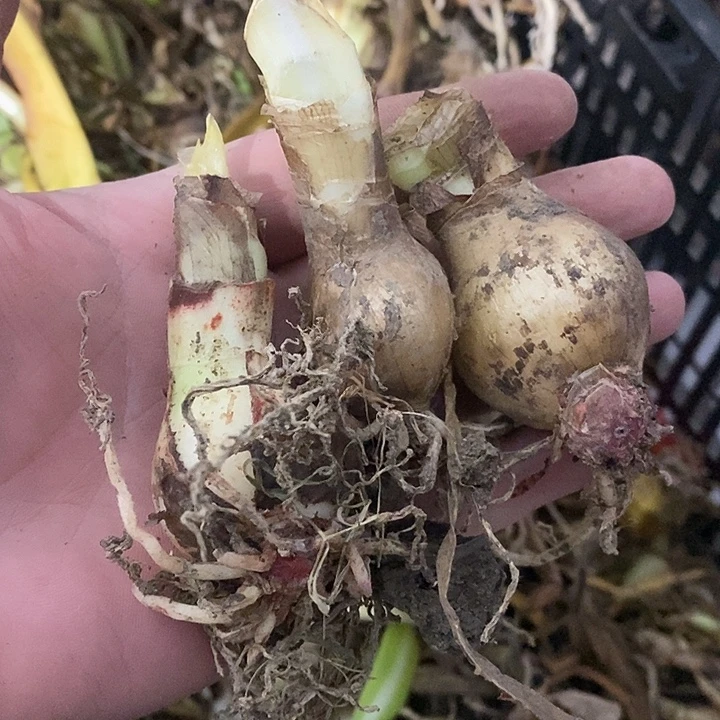 杂白肋3厘米3颗朱顶红