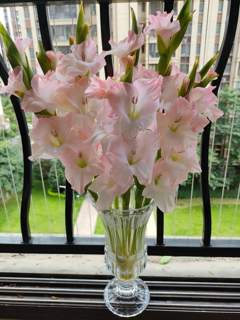 钻石粉剑兰5支/10支 鲜花   基地直发  家养水养