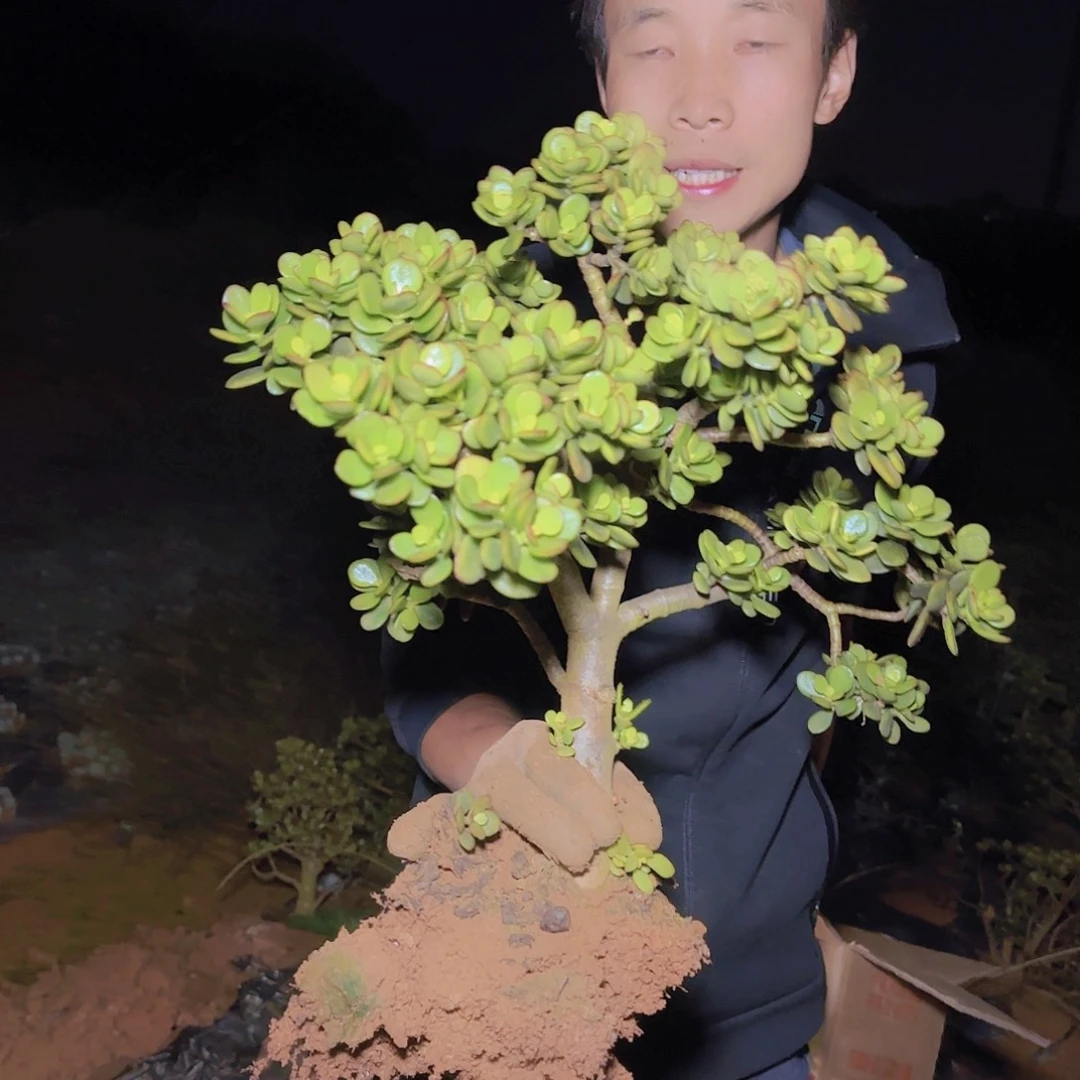 地栽姬红花月多肉