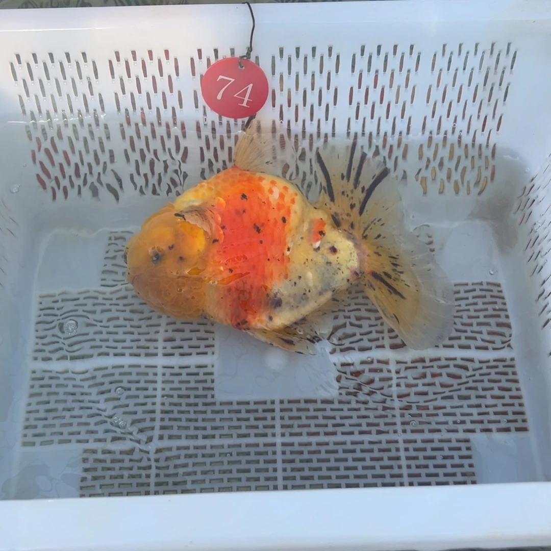 嗯***哼金鱼你好吗我好想你