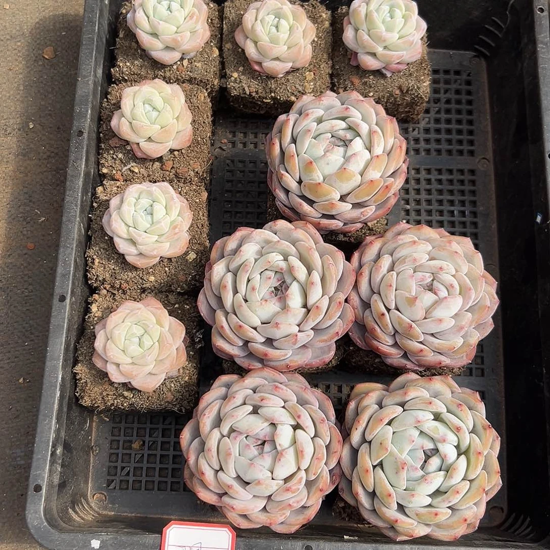 周****)周周0000000000