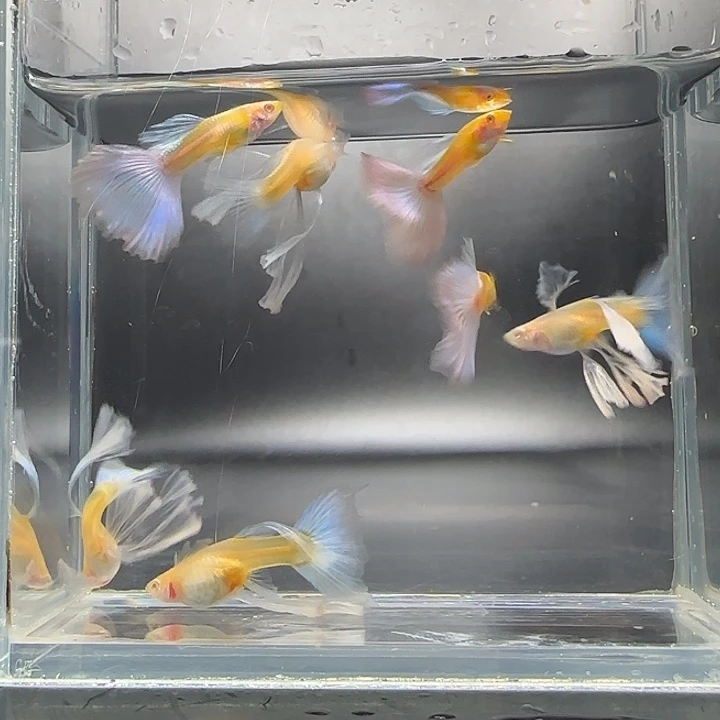 孔雀鱼蓝白绣球3对送1母