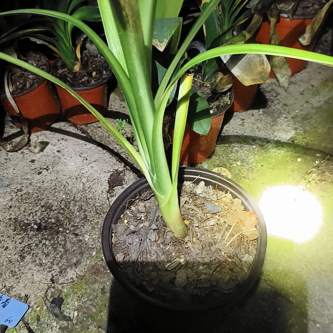 晨***露完全开放盲盒下花残叶无售后