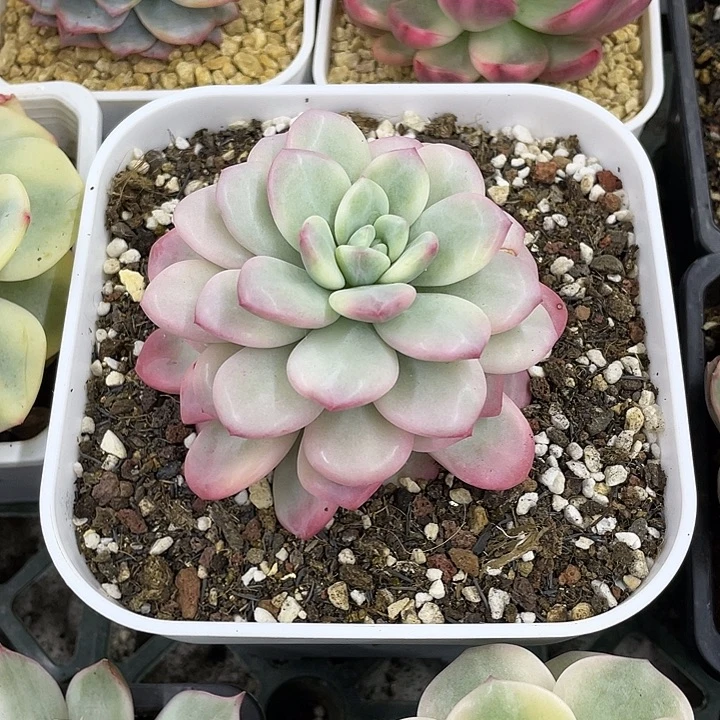 白马香水锦一物一拍