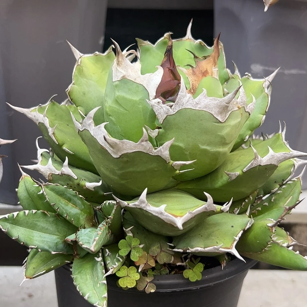 姬仁一物一拍偏远不包邮不退不换