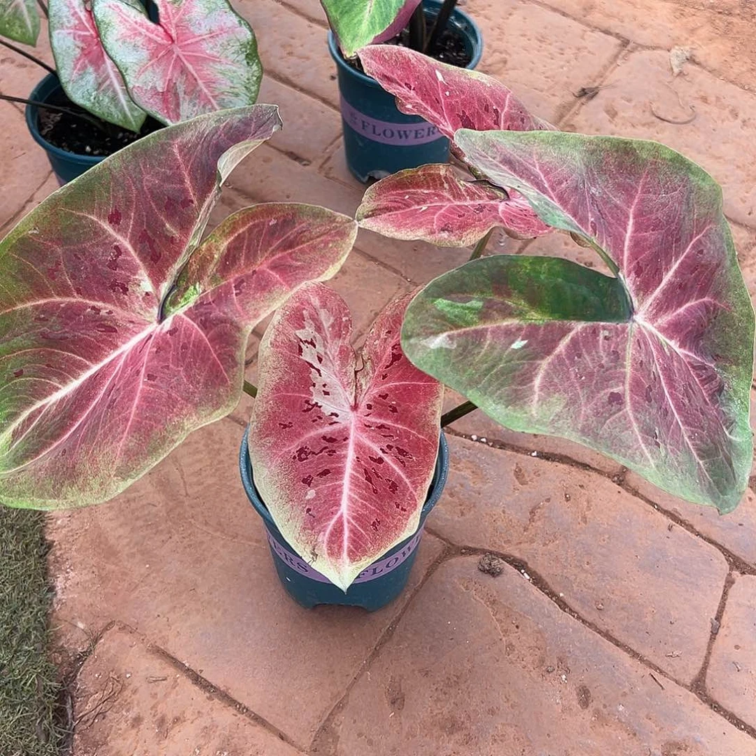 无花朵大球米奇头养定28