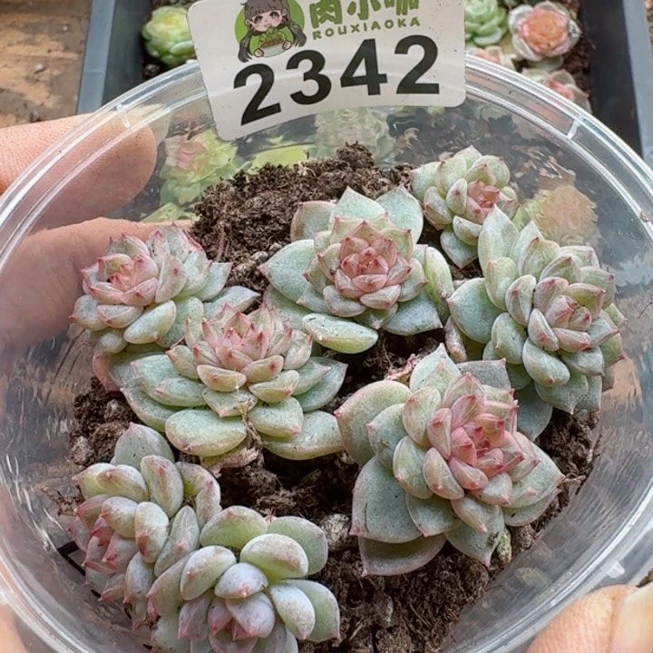 多肉植物多肉植物