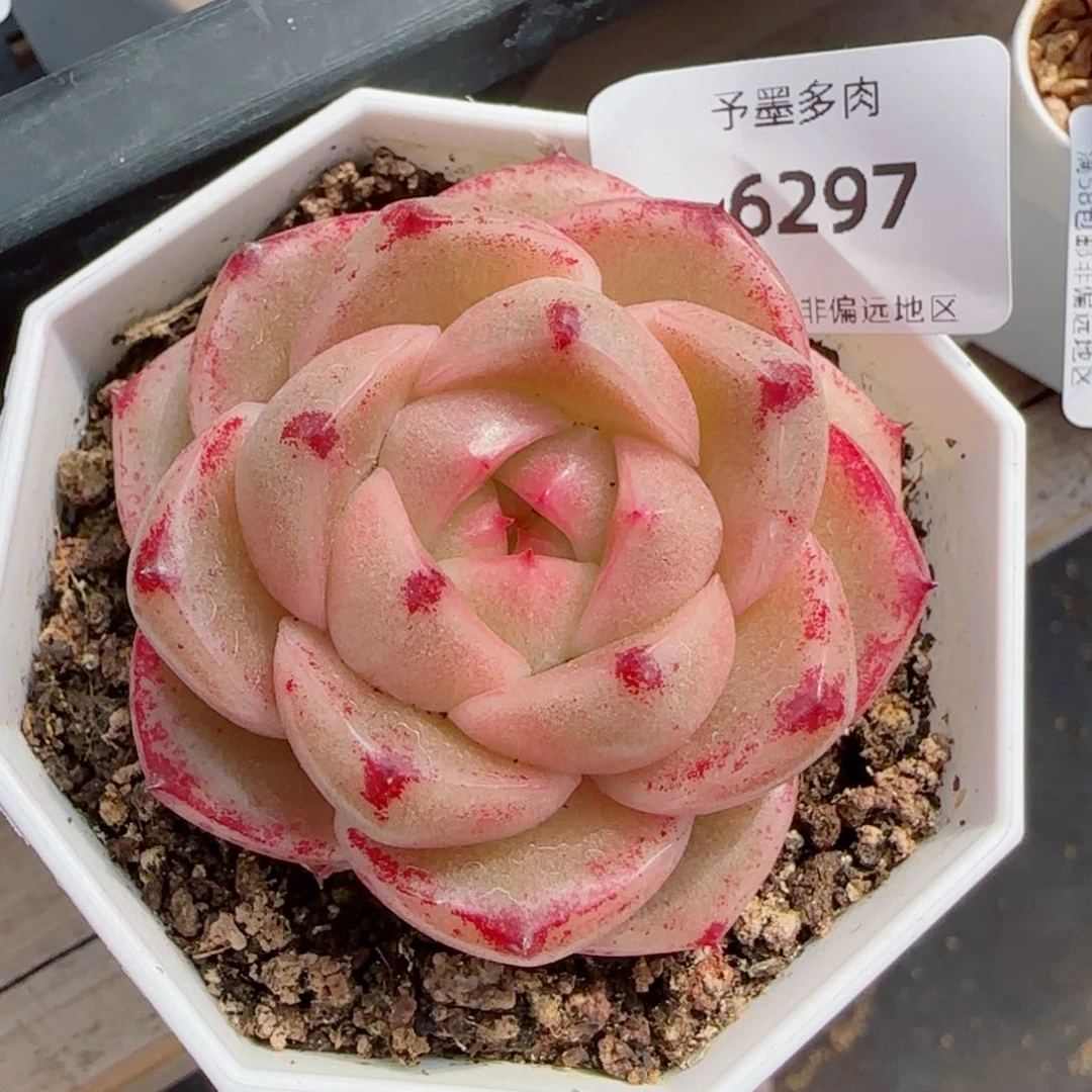 M100多肉植物，6297多肉