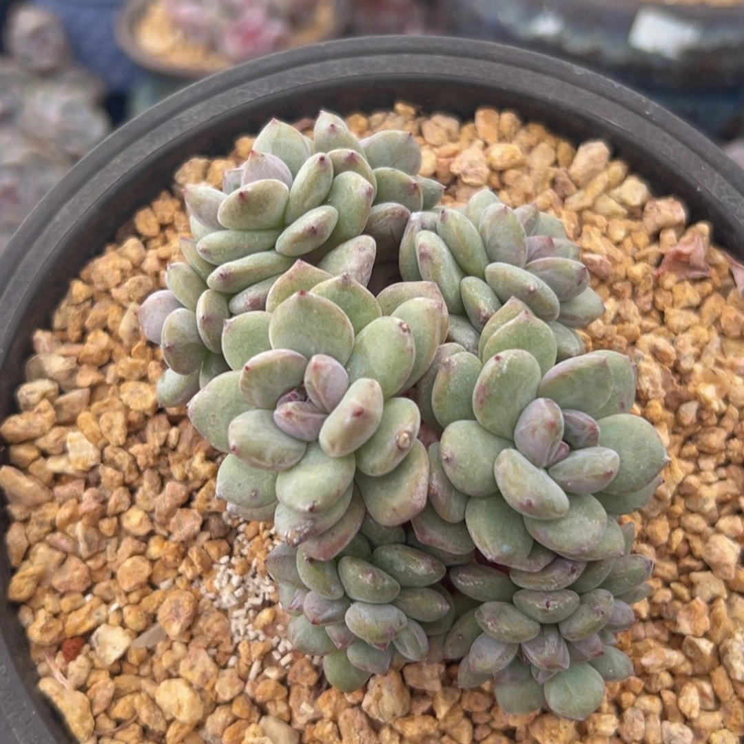 新年快乐 新年快乐