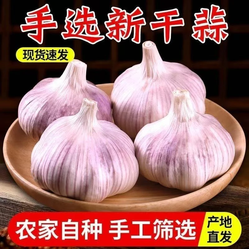 山东金乡大蒜头2/3/5斤干蒜特大蒜批发鲜大蒜正宗2025干蒜新干蒜