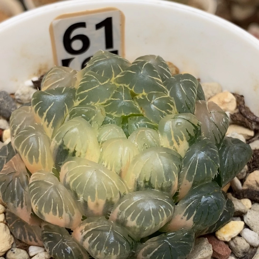 61糊斑湖水玉露多肉植物