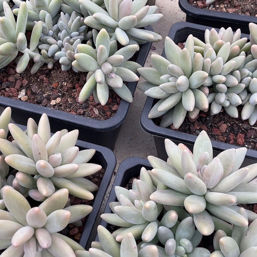 白兰地精控群生18厘米可挑